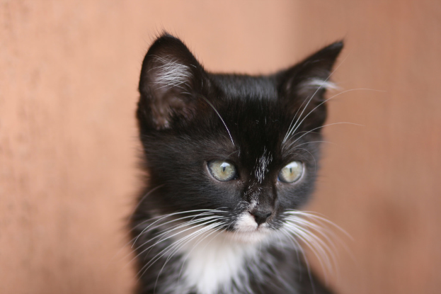 Ein schwarz-weißer Wagen in einer Außenumgebung geparkt.