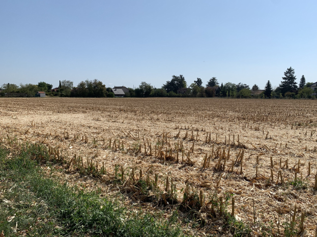 Ein Maisfeld in ländlicher Umgebung, umgeben von Gras und Bäumen, mit Häusern im Hintergrund und einem klaren blauen Himmel.