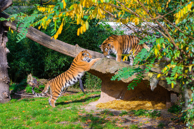 Zwei Tiger spielen zusammen in einem Zoogehege mit Gras, trockenen Blättern, Baumstämmen, Zweigen und Blättern sowie einem Zaun und einer Wand im Hintergrund.
