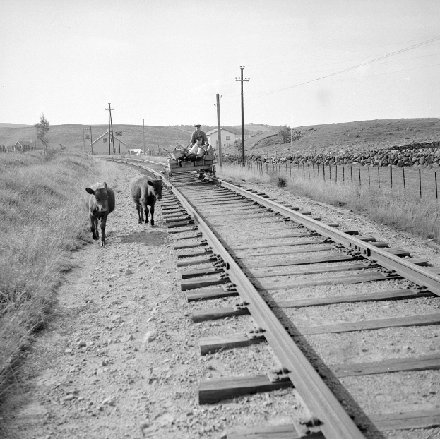 Schwarz-weiß-Foto von zwei Kühen, die auf den Eisenbahnschienen laufen, mit einer Person auf einem Fahrzeug im Vordergrund, Gras und einem Zaun auf beiden Seiten und Häusern, Bäumen, Pfählen und Himmel im Hintergrund.