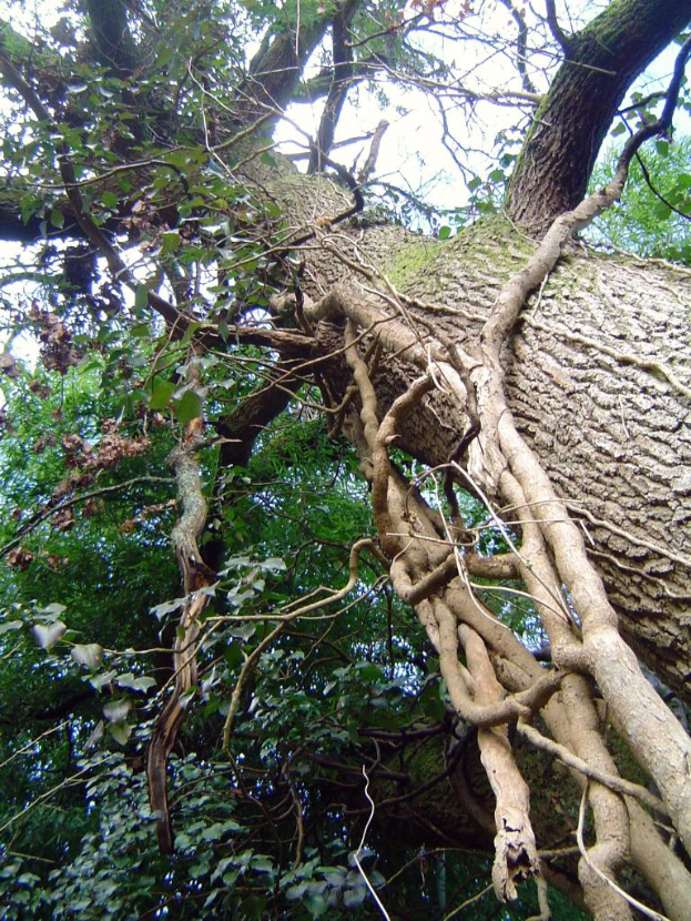 Eine spärliche Sammlung von Bäumen in einer Landschaft.