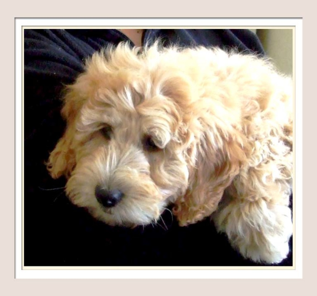 Eine Person hält einen Hund im Arm.