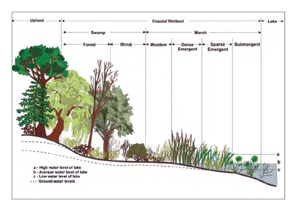 Diagramm eines Waldquerschnitts mit variierenden Wasserständen in Bäumen und Pflanzen sowie begleitendem erklärendem Text.