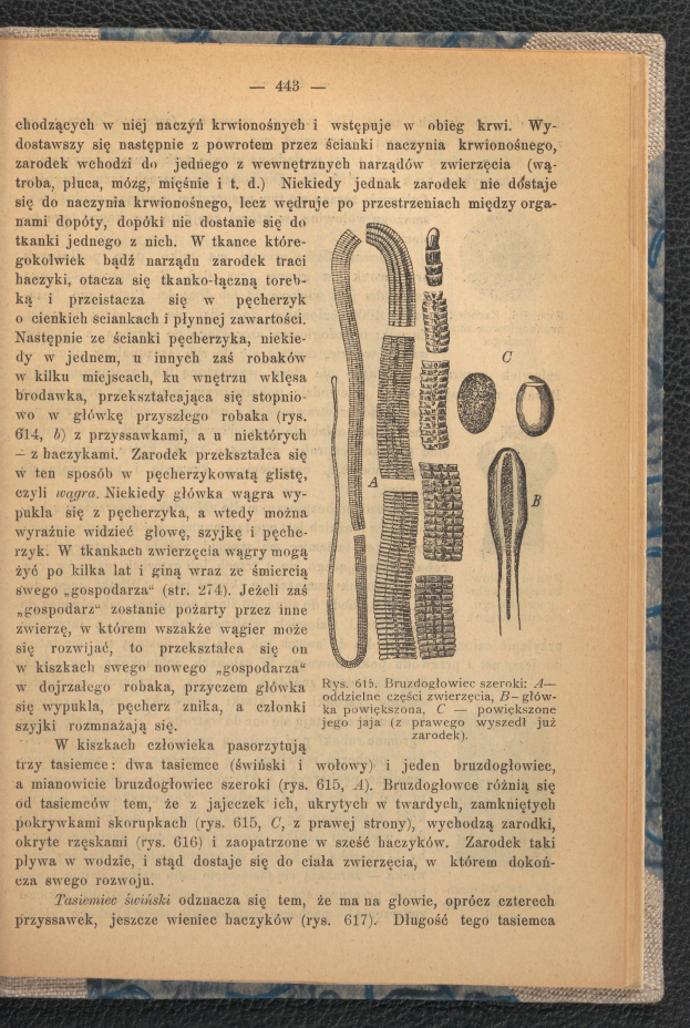 Ein aufgeschlagenes Buch mit einer Zeichnung eines Wurms auf der Seite, das Text und Bilder über den Wurm zeigt, das auf einer Oberfläche liegt.