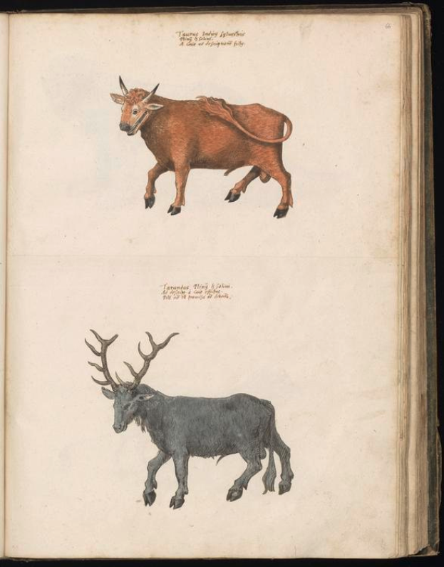 Ein aufgeschlagenes Buch mit dem Titel "Die Naturgeschichte der Tiere der Welt" mit detaillierten Illustrationen aus dem 19. Jahrhundert von einem Stier und einem Reh.
