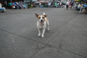 Ein Hund geht eine Straße entlang vor einem Markt, umgeben von Menschen mit Taschen, Fahrzeugen, Ständen, Schirmen und anderen Gegenständen im Hintergrund unter einem klaren blauen Himmel.