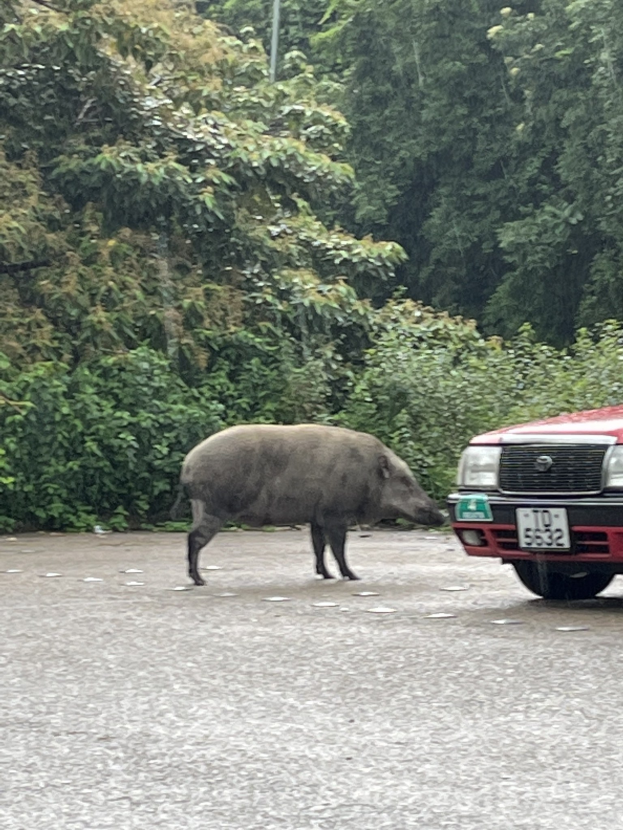 Wildschwein überquert die Straße vor einem roten Auto mit Bäumen im Hintergrund.