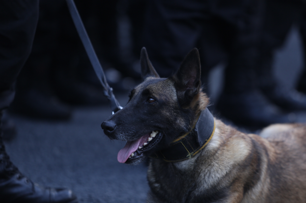 Ein Polizeihund sitzt auf dem Boden neben einer Person mit einem Gürtel und Stiefeln.