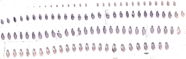Schwarzes und weißes Diagramm von Kreisen, die symmetrisch auf einem weißen Hintergrund angeordnet sind und die Stadien der Evolution des menschlichen Genoms darstellen.