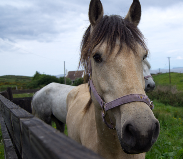 Pferde auf einer Wiese innerhalb eines Holzzauns, mit einem Haus und Bäumen im Hintergrund unter einem bewölkten Himmel.