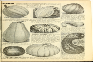 Ein aufgeschlagenes Buch, das verschiedene Kürbisse und Kürbisse in unterschiedlichen Größen und Formen zeigt, mit geschwungener Schrift, die von einem dekorativen Rahmen umgeben ist.