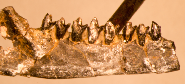 Nahaufnahme eines metallenen Zahnimplantats mit mehreren zahnähnlichen Vorsprüngen.