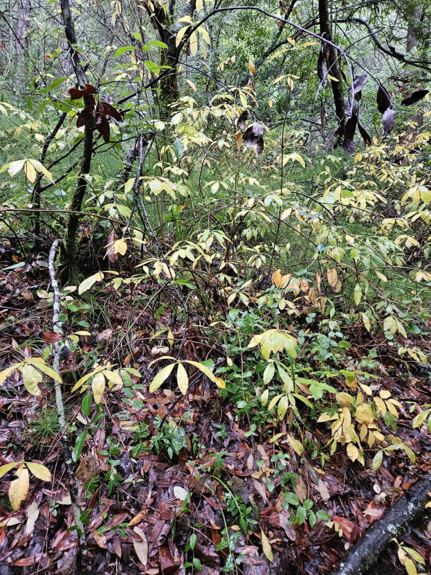 Eine Waldszene mit Bäumen und gefallenen Blättern, die eine giftige Eibe in der Mitte zeigt, umgeben von anderen Pflanzen und Bäumen.