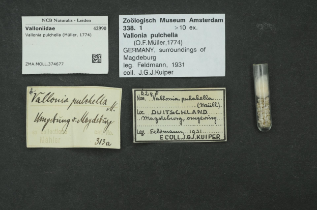 Schwarze Fläche mit einem kleinen Glasfläschchen, das mit weißen Pillen gefüllt ist, neben einem handgeschriebenen Zettel, auf dem "Vallonia Pulchella, F.F. Müller, Deutschland, Umgebung von Magdeburg, 1931" steht.