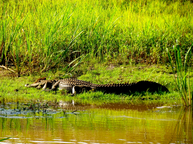 Ein Krokodil ist teilweise im Wasser versenkt und von Gras und Pflanzen umgeben.