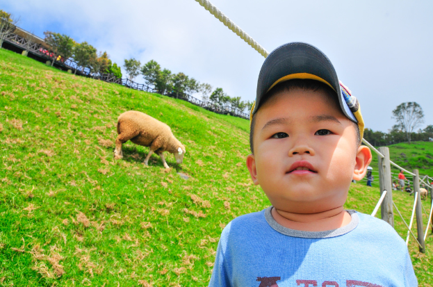 Ein Schaf grast auf der linken Seite des Bildes, während ein Junge in einem T-Shirt und einer Mütze auf der rechten Seite schaut, mit Bäumen und Himmel im Hintergrund.