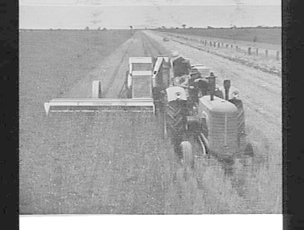 Schwarzes und weißes Foto eines Traktors, der auf einem Schotterweg fährt, mit Menschen auf dem Fahrzeug, einem Zaun auf der rechten Seite, Bäumen und einem klaren Himmel im Hintergrund, und der Traktor scheint Getreide zu ernten.