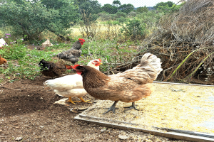 Eine Gruppe von Hennen auf einem Erdreichfeld umgeben von Pflanzen und Bäumen, mit Maschendrahtzaun im Hintergrund und einem klaren blauen Himmel darüber.