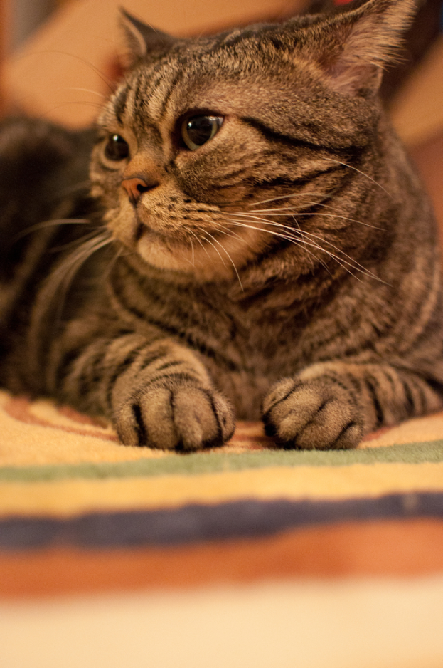 Eine Katze ist im Bild sichtbar.