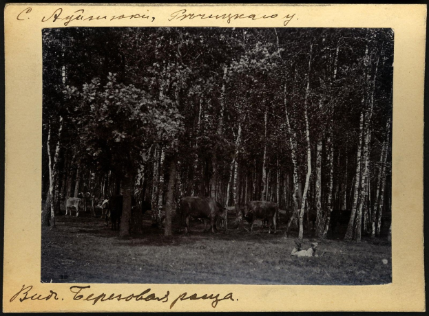 Schwarz-weiß-Foto von Kühen, die zwischen Bäumen grasen, mit Text unten.