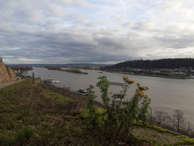Luftaufnahme des Rheins mit Booten, Grünflächen, Gebäuden und einem bewölkten Himmel.