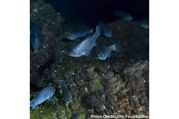 Mehrere Fische schwimmen in klarem Wasser mit Text in der rechten unteren Ecke.
