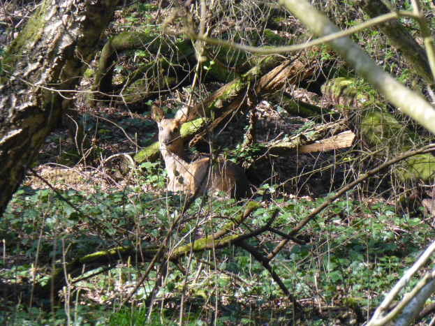 Ein Reh steht wachsam in einer Waldlichtung, umgeben von grüner Vegetation und Bäumen, sein hellbraunes Fell hebt sich von der leuchtenden Vegetation ab.
