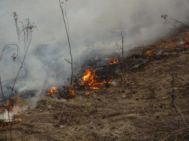 Verschreibung Feuer brennt in einem Feld mit aufsteigendem Rauch, umgeben von trockenem Gras und Pflanzen.